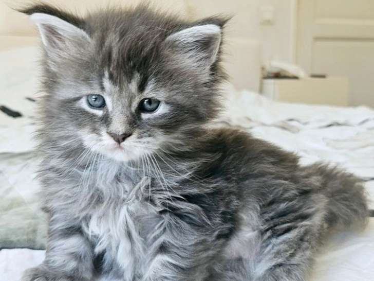 Des chatons Maine Coons à réserver (LOOF)