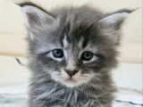 Des chatons Maine Coons à réserver (LOOF)