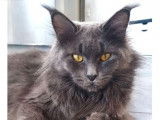 Des chatons Maine Coons à réserver (LOOF)