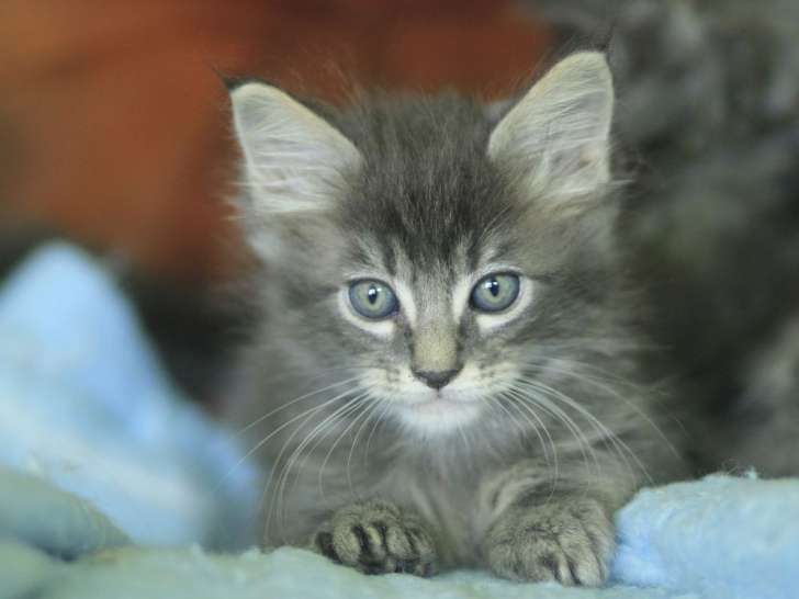 1 chaton mâle Maine Coon LOOF black solide à vendre