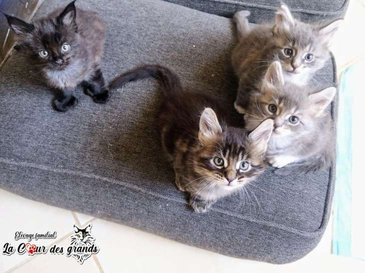 À réserver, 4 chatons mâles Maine Coon LOOF