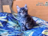 À réserver, 4 chatons mâles Maine Coon LOOF