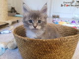 À réserver, 4 chatons mâles Maine Coon LOOF