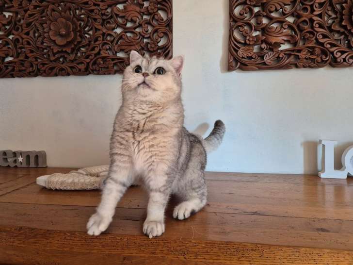 Chat adulte British Shorthair femelle LOOF stérilisée à acheter