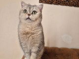 Chat adulte British Shorthair femelle LOOF stérilisée à acheter