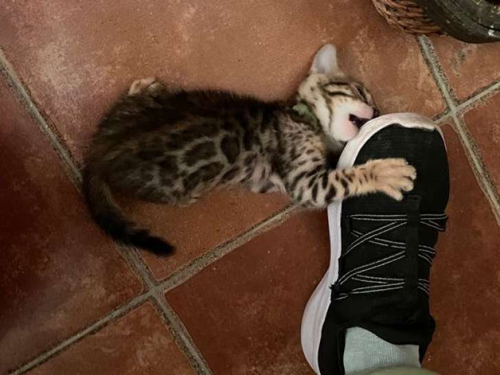 3 chatons mâles Bengal LOOF spotted à vendre