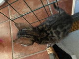 3 chatons mâles Bengal LOOF spotted à vendre
