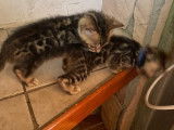 3 chatons mâles Bengal LOOF spotted à vendre