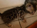 3 chatons mâles Bengal LOOF spotted à vendre