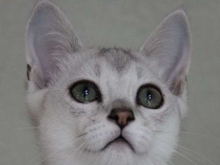 Mise en vente de 3 chatons Burmilla (LOOF)