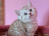 À réserver, chatonne British Shorthair LOOF