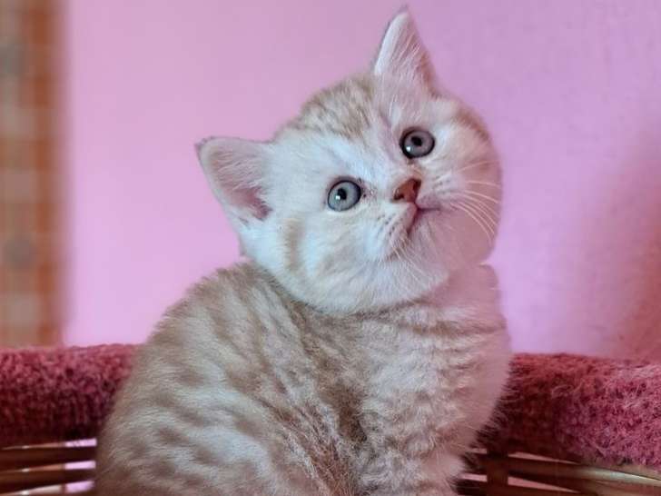 À réserver, chatonne British Shorthair LOOF