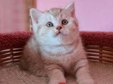 À réserver, chatonne British Shorthair LOOF