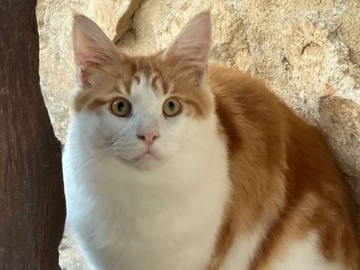 Chat adulte mâle Maine Coon LOOF  à vendre