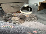 Chatons British Longhair et Shorthair à vendre