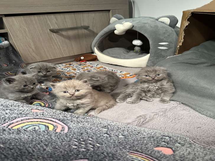 Chatons British Longhair et Shorthair à vendre
