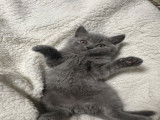 Chatons British Longhair et Shorthair à vendre