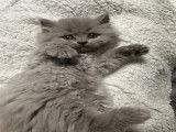 Chatons British Longhair et Shorthair à vendre