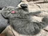 Chatons British Longhair et Shorthair à vendre