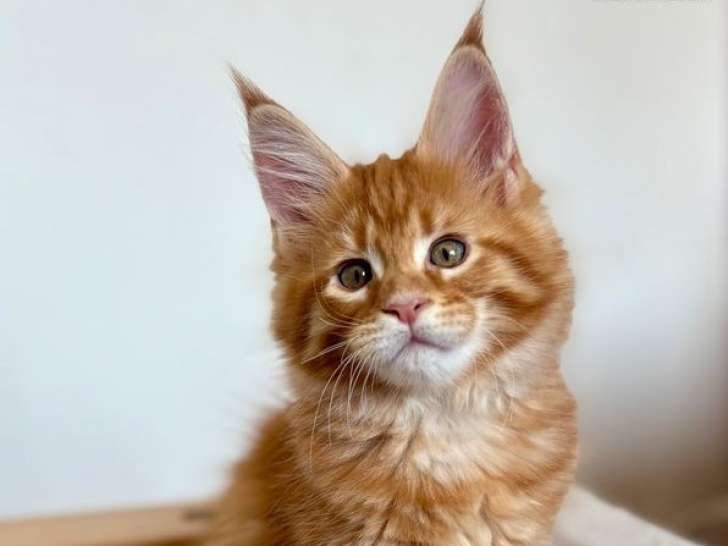 À vendre, 2  chatons femelles Maine Coon (LOOF)