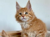 À vendre, 2 chatons femelles Maine Coon (LOOF)