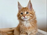 À vendre, 2 chatons femelles Maine Coon (LOOF)
