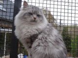Chat adulte mâle Sibérien LOOF black silver blotched tabby pour saillie