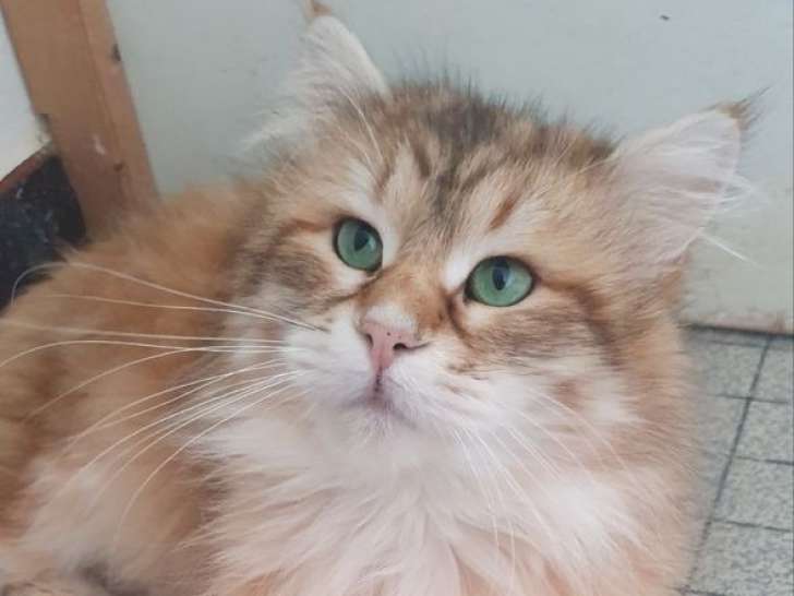 Saillie disponible pour un chat mâle Sibérien (LOOF)