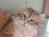 Saillie disponible pour un chat mâle Sibérien (LOOF)