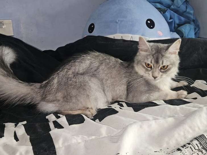 Chat adulte femelle Somali bleu silver LOOF à réserver