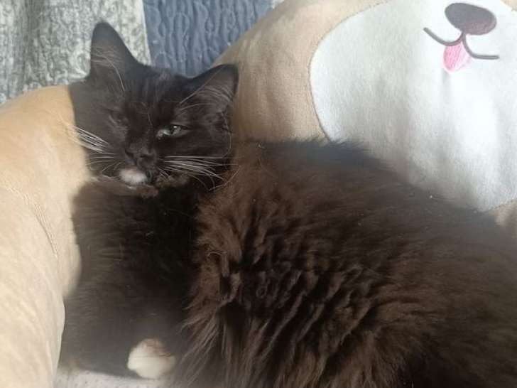 À vendre, 1 chaton mâle Ragdoll (LOOF)