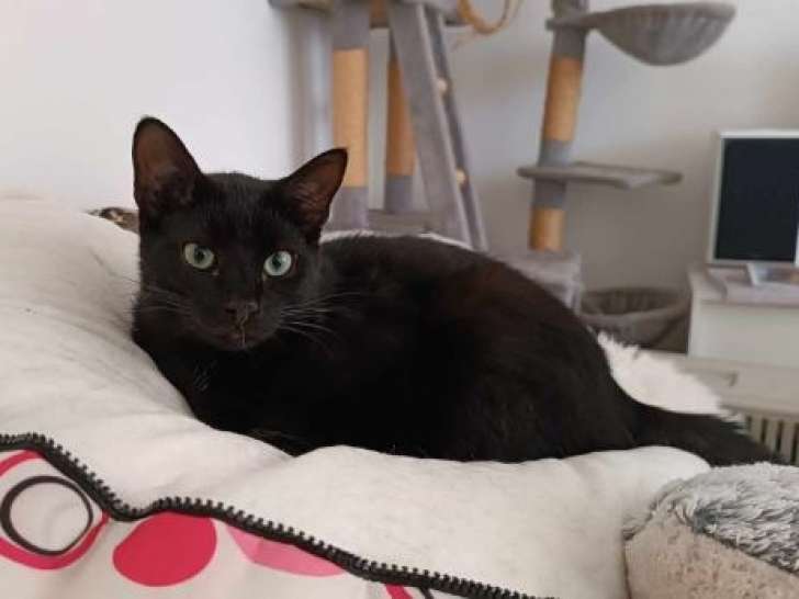 Yoshi, jeune chat à adopter