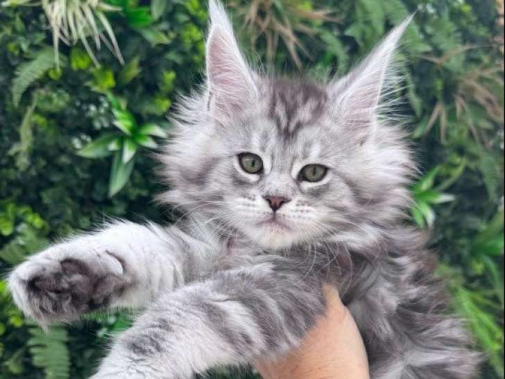 À réserver,  chatonne Maine Coon (LOOF)