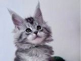 À réserver, chatonne Maine Coon (LOOF)
