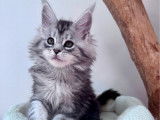 À réserver, chatonne Maine Coon (LOOF)