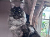 À réserver, chatonne Maine Coon (LOOF)
