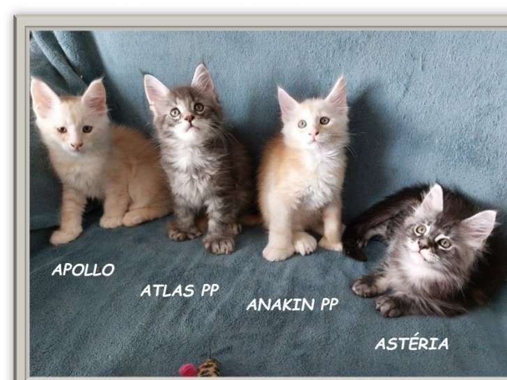 À vendre, 4 chatons Maine Coon (LOOF)