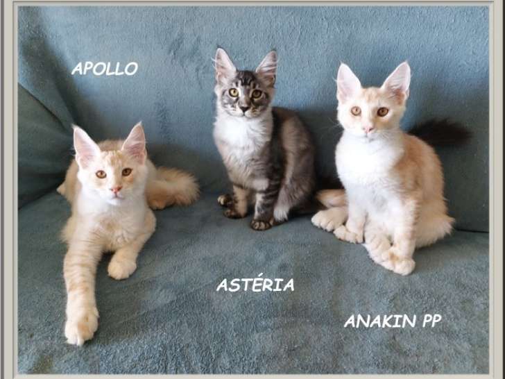 À vendre, chatons Maine Coon (LOOF)