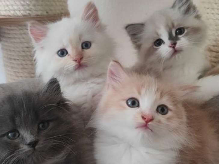 À réserver : 3 chatons Sibérien LOOF