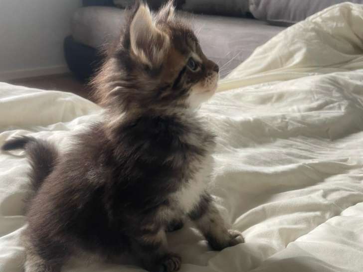 Chatons Maine Coon LOOF polydactyles à vendre
