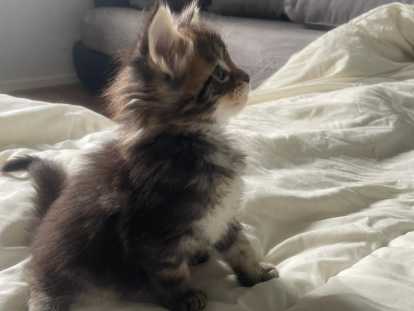 Chatons Maine Coon LOOF polydactyles à vendre
