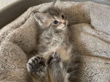 Chatons Maine Coon LOOF polydactyles à vendre