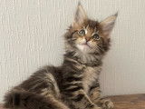 Chatons Maine Coon LOOF polydactyles à vendre