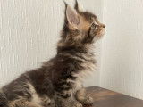 Chatons Maine Coon LOOF polydactyles à vendre