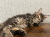 Chatons Maine Coon LOOF polydactyles à vendre