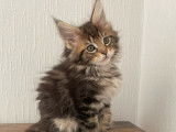 Chatons Maine Coon LOOF polydactyles à vendre