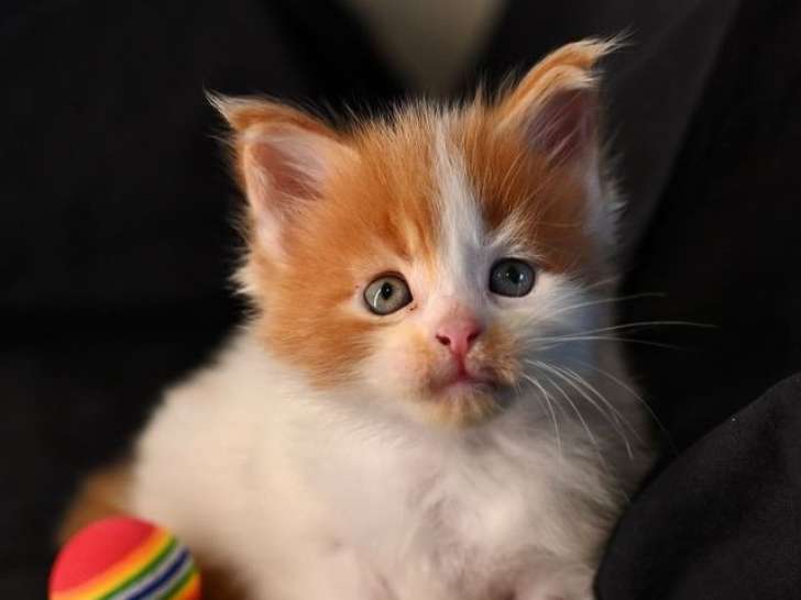 2 chatons mâles Maine Coons LOOF à réserver
