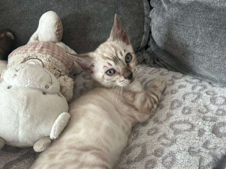 À réserver 3 chatons Bengals LOOF