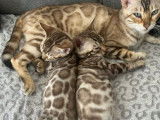 À réserver 3 chatons Bengals LOOF
