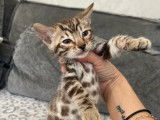 À réserver 3 chatons Bengals LOOF
